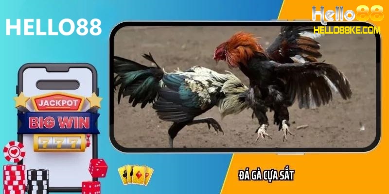 Đá gà cựa sắt